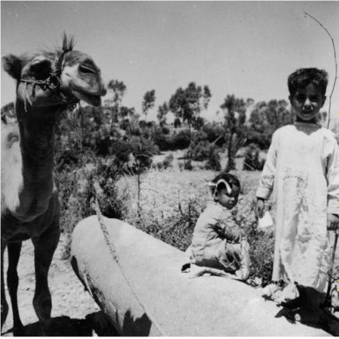 Camel with two children and what looks like a column laying down