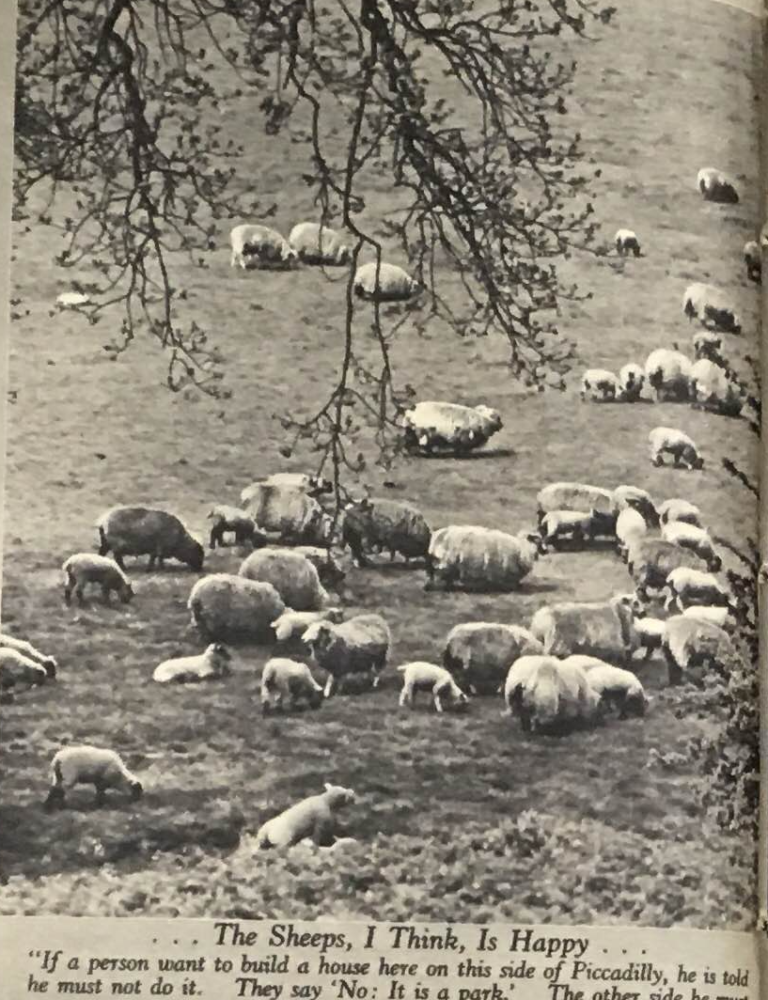 Sheep and lambs on the grass in a London park